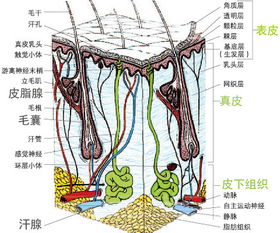 狐臭