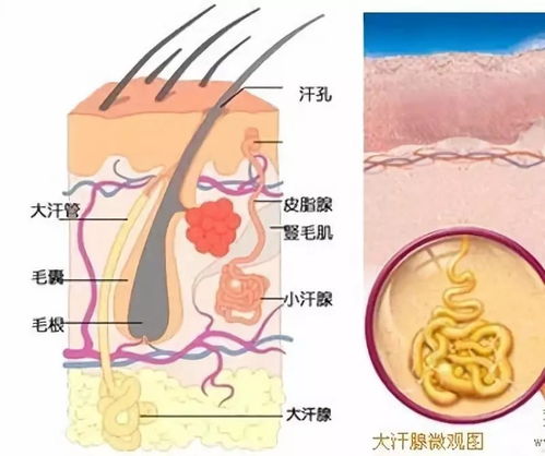 腋臭根源探析与当下除臭良机